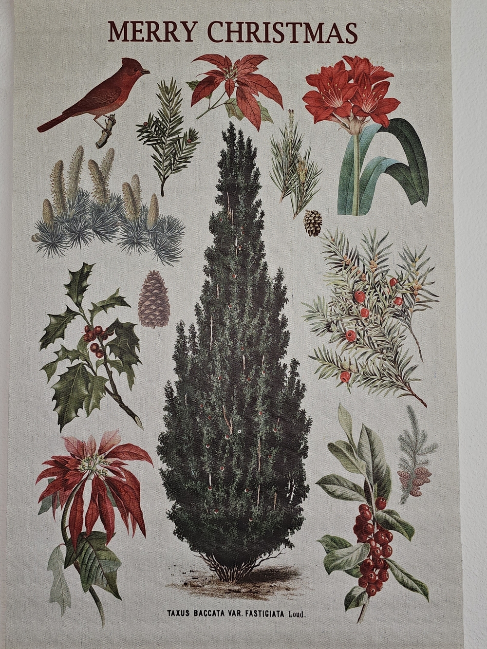 NWOT. Merry Christmas Botanical Print with Pine Tree and Poinsettias